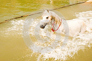 A white Arab horse