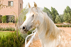 White Arab horse