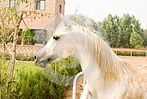 White Arab horse