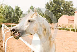 White Arab horse