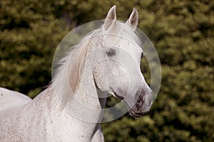 White arab horse on pasture