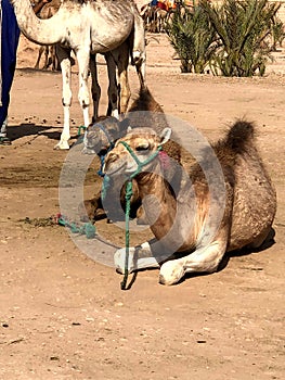 White arabian camel with foal in the desert, Morocco.