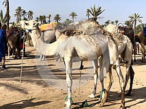 White arabian camel with foal in the desert, Morocco.