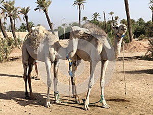 White arabian camel with foal in the desert, Morocco.