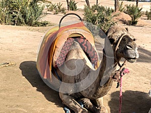 White arabian camel with foal in the desert, Morocco.