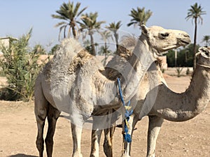 White arabian camel with foal in the desert, Morocco.