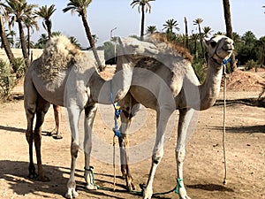 White arabian camel with foal in the desert, Morocco.
