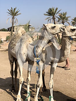 White arabian camel with foal in the desert, Morocco.