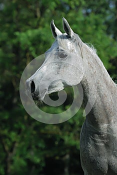 White arabian horse