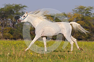 White arabian horse