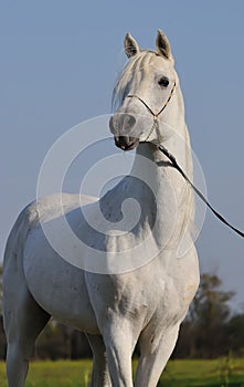 White arabian horse