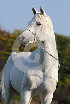 White arabian horse