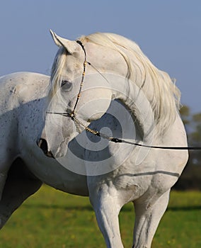 White arabian horse