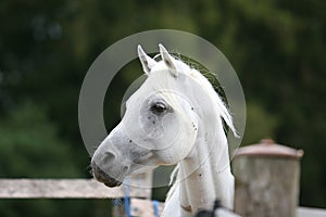 White Arabian horse