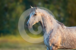 White arabian horse