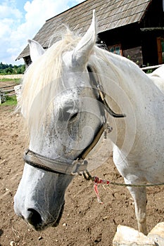 White Arabian Horse