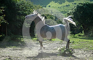 White Arabian horse