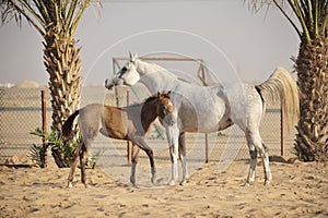 White arabian horse