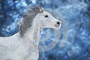 White arabian horse