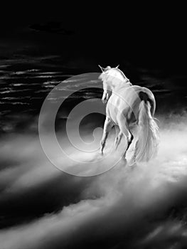 White arabian horse