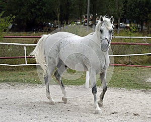 White Arabian horse