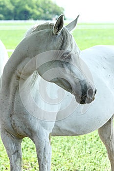 White Arabian horse