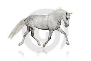 White arabian horse