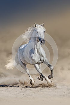 White arabian horse