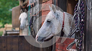 White Arabian horse with brown spots, detail - only head visible out from wooden stables box, another blurred animal background