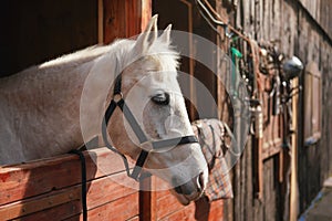White Arabian horse, detail - only head visible out from wooden stables box