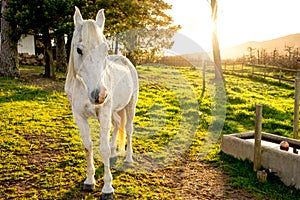 White Arabian Horse in Early Morning Sun.