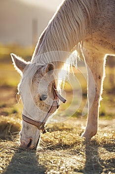 White Arabian horse eating hay from ground, closeup detail on head, backlight sun background