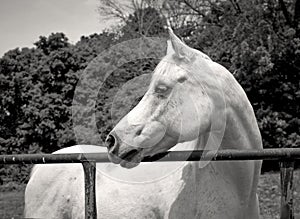 White Arabian horse facing left