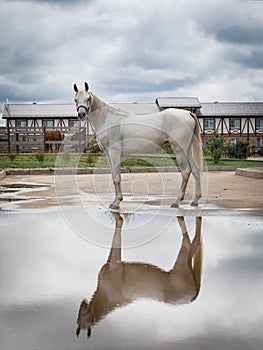 White arabian horse on the farm