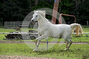 White Arabian Horse on grass