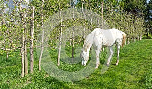 White Arabian Horse grazes in an orchard in the spring.