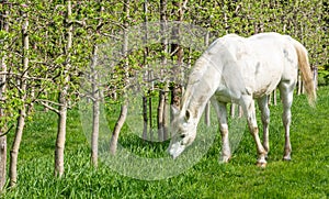 White Arabian Horse grazes in an orchard in the spring.