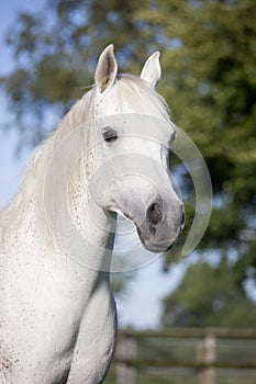 White arabian horse head portrait