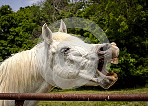 White Arabian horse laughing with teeth exposed