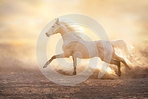 White arabian horse with long mane in desert