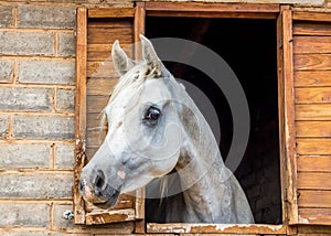 White Arabian horse looking out of stall window at stable