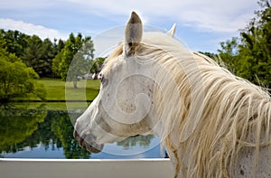 White Arabian horse looking over pasture