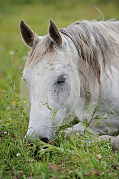 White arabian horse on the meadow