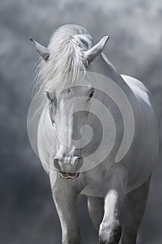 White arabian horse portrait