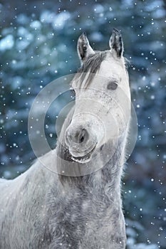 White arabian horse portrait in snow