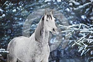 White arabian horse portrait in snow