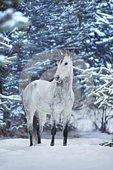 White arabian horse portrait in snow