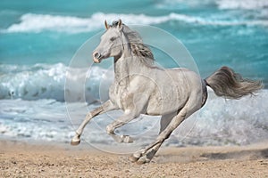 White arabian horse run against the ocean