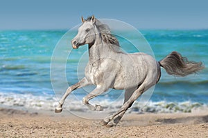 White arabian horse run against the ocean