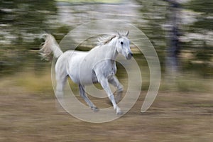 White Arabian horse running
